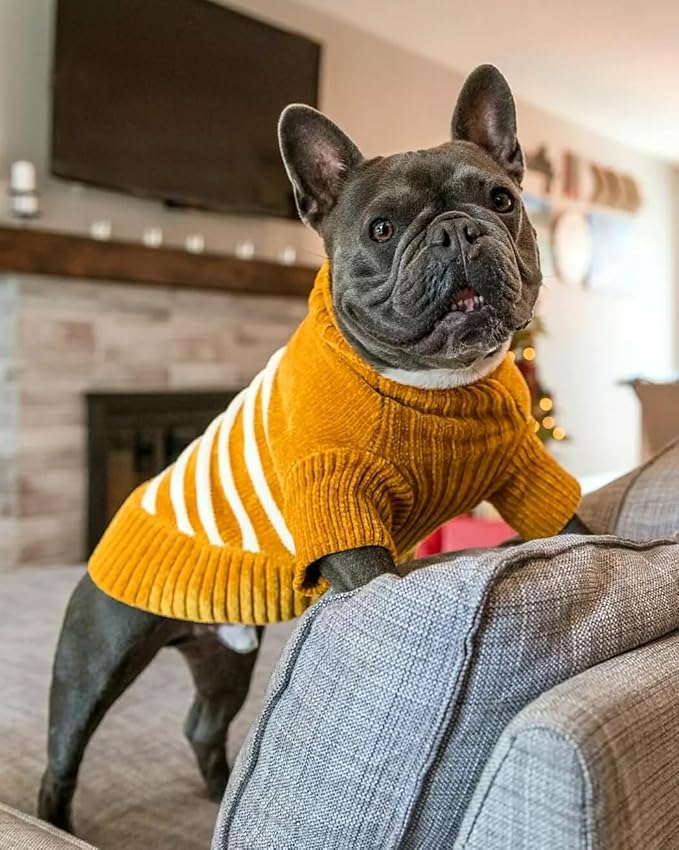 Blueberry Pet Cozy Soft Chenille Classy Striped Dog Sweater in Mustard, Back Length 18", Pack of 1 Clothes for Dogs