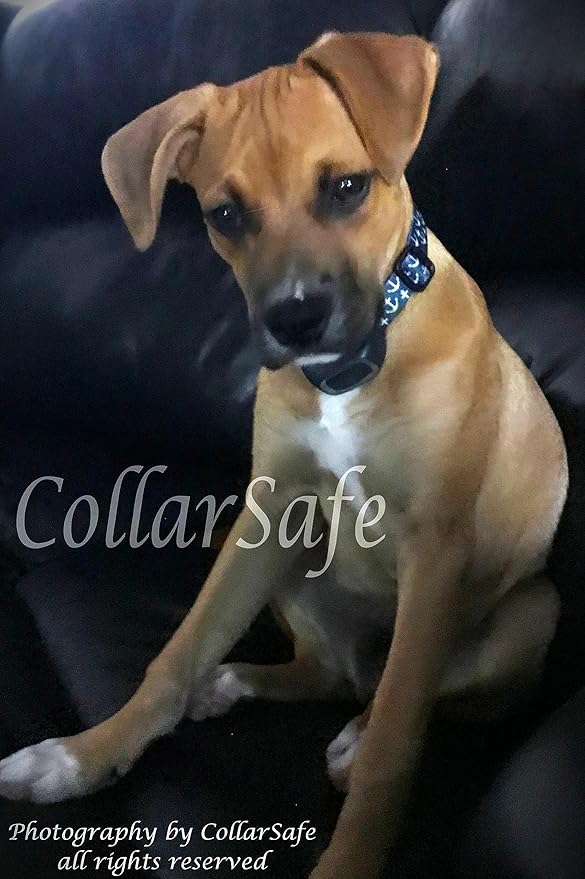 CollarSafe Replacement Collar NO Holes Fit PetSafe Stay & Play Wireless PIF00-12918 12917, Sonic Bark, Pawz Away, SportDog NoBark - Weaves Around Module - NO Holes/Read/Look at Photos
